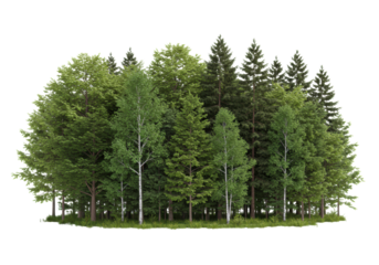 Diverse forest with vibrant green deciduous and dark green coniferous trees, dense canopy, isolated full object, low angle, white studio background, concept of calm, isolated nature