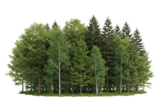 Diverse forest with vibrant green deciduous and dark green coniferous trees, dense canopy, isolated full object, low angle, white studio background, concept of calm, isolated nature