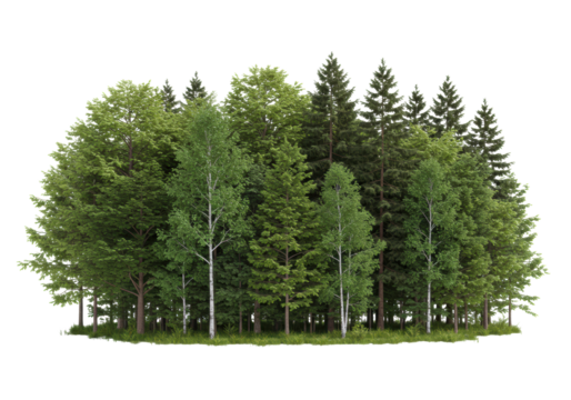 Diverse forest with vibrant green deciduous and dark green coniferous trees, dense canopy, isolated full object, low angle, white studio background, concept of calm, isolated nature
