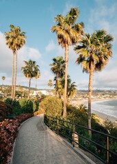 Fototapeta premium Path and palm trees on cliffs at Heisler Park, Laguna Beach, Orange County, California