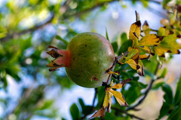 Pomegranate (Punica granatum)