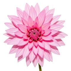 Fototapeta premium pink dahlia isolated on white