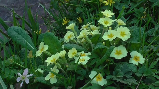 Common Primrose Flowers (Primula vulgaris) Growing by a Stream in Spring