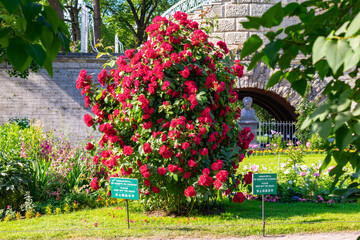 Summer flowers in Catherine park, Tsarskoe Selo (Pushkin), Saint Petersburg, Russia