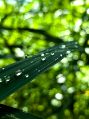 Close-up of green leaves covered in sparkling water droplets after rainfall, capturing freshness,...