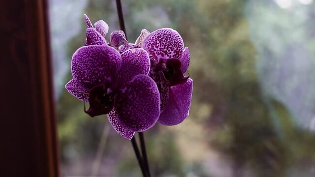 A vibrant purple orchid in full bloom, with delicate spotted petals. A close-up of a vibrant violet orchid, set against a blurred background. The tropical flower is in full bloom on a window sill. 
