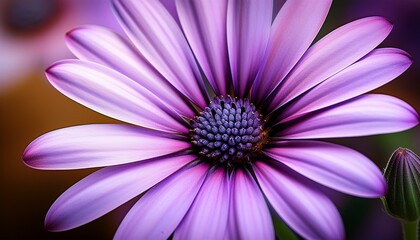 close up of a purple african daisy flower