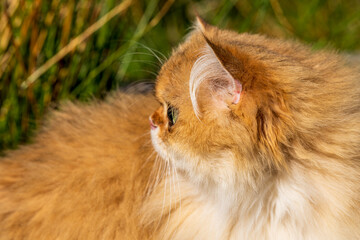 Fototapeta premium Flat-Faced Golden (ny11) British Longhair Cat in Profile with Lush Fur Outdoors