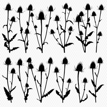 Silhouette illustration of teasel plants with spiky flower heads and leaves, arranged in two rows against a light background.