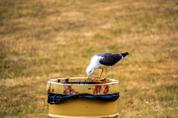 Seagull Foraging in Rusty Bin in Dry Grassland