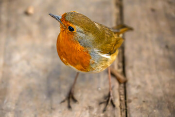 Close-Up Portrait of a European Robin on Wooden Boards