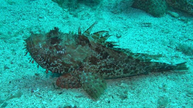 buceando en la isla del toro de bsleares, cabracho