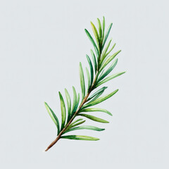 Fototapeta premium Watercolor illustration of a slightly curved rosemary twig, isolated on a soft light background for recipe design, kitchen decor, and food branding.