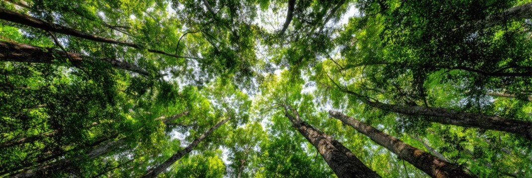 Lush forest canopy, sunlight dappling leaves, nature background, website banner