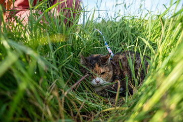 Scared unhappy cat hiding in tall grass refusing to come out feeling threatened discomfort. Pet...
