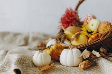 Happy Thanksgiving and Halloween. Pumpkins, autumn leaves and flowers in rustic basket on cozy blanket. Fall season and harvest in basket. Autumn holiday hygge decoration, copy space