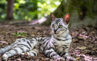 Silver Bengal Katze liegt aufmerksam im herbstlichen Wald – exotische Rassekatze mit auffälligem Fellmuster in natürlicher Umgebung