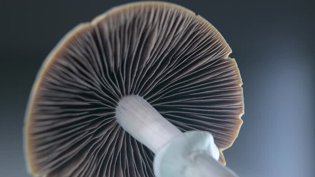 Psilocybe cubensis Golden Teacher