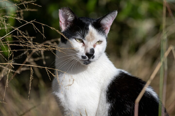 Friendly eyes and face of a feral cat sitting in the vegetation near the coast