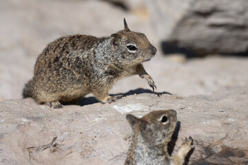 Pair of cute squirrels forage along the large boulder rocks in search of food to eat