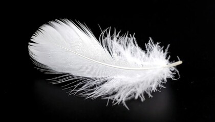 Obraz premium White feather on black background