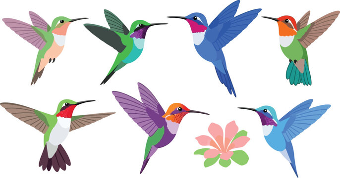 Illustration of several colorful hummingbirds in flight with a flower on a white background