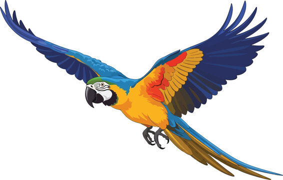 A vibrant macaw parrot with blue and yellow feathers soaring in flight against a white background