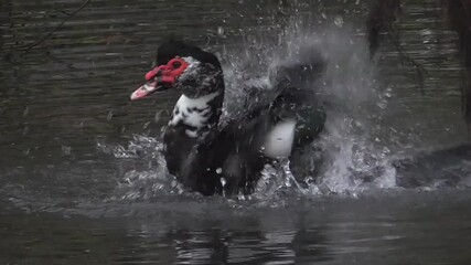 Muscovy Duck (Cairina moschata) - Male Washing and Splashing in Water