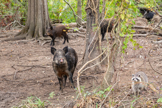 A Curious Wild Pig and Racoon Feeding and Foraging in the Forests of the Maurepas Swamp near New Orleans, Louisiana, USA