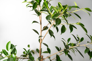 Fresh green ficus leaves on branches in bright natural light, perfect minimalist indoor plant background for eco lifestyle, home decor, biophilic design, and sustainable living concepts.