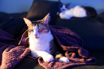 Cozy  three color cat wrapped in a soft purple blanket relaxing on a dark couch at home with another cat in the background. warm indoor lighting, peaceful evening, and domestic feline comfort vibes
