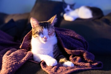 Cozy  three color cat wrapped in a soft purple blanket relaxing on a dark couch at home with...