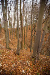 Landscape in Dolina Będkowska,  Jura Krakowsko-Częstochowska, Poland
