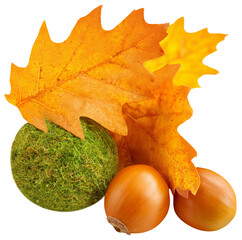 Autumn leaves with moss ball and acorns isolated on transparent background.