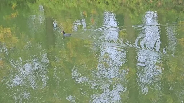 close up view of a duck swimming at Canal de la De&ucirc;le in Lille, France
