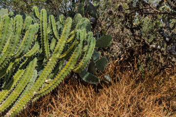 Various species of green cactus and desert vegetation in the wild near Tula de Allende, Hidalgo, Mexico