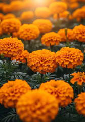 Vibrant orange marigold flowers forming a textured floral background, celebrating the spirit of dia de los muertos