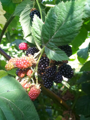 dewberry branch with green leaves and berries in summer sunlight. Ripe black and unripe red fruits...