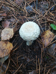 Single puffball mushroom growing on the forest floor among pine needles and fallen leaves.