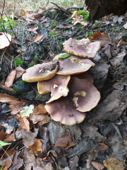 Top view of a group of gilled mushrooms in a forest setting, surrounded by wet fallen leaves and...