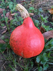 Small red kuri pumpkin ( Uchiki Kuri ) with a round body and slightly elongated top with stem lies on green grass. Harvested, resting on the ground in natural light.