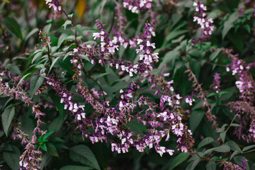 Sage salvia violet purple flowers on long stems. Mealy sage flowers blossoming.