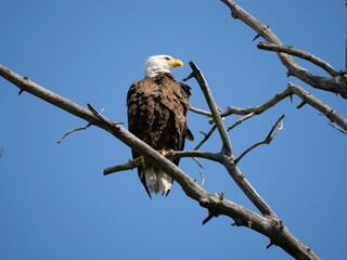 Bald Eagle Looking Out from a Leafless Tree, Rock Creek Trail, Colorado