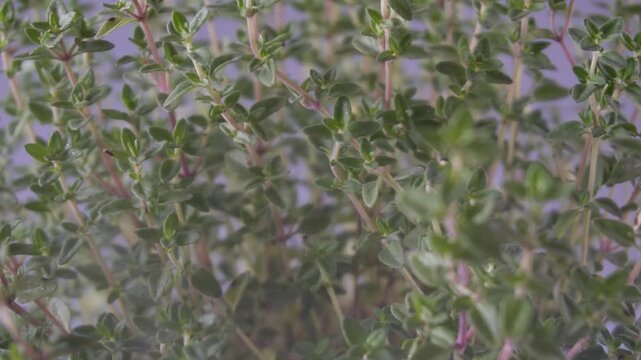 Irrigation organic fresh thyme growing. Nature healthy food backdrop.Vegetarian concept. Italian herbs, aromatic thyme plant closeup, macro shot 