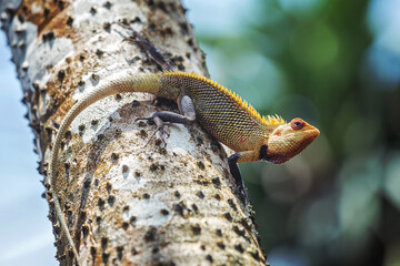 Colorful lizard climbing tropical tree in sunlight