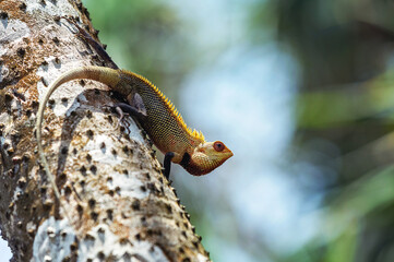 Colorful lizard climbing tropical tree in sunlight