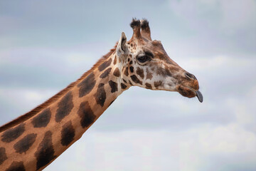 Funny Giraffe Sticking Tongue Out Portrait Wildlife Animal
