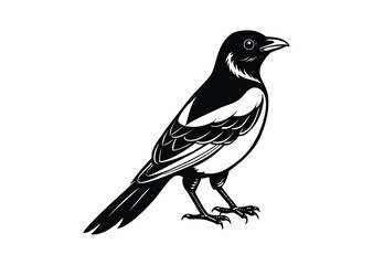Magpie bird silhouette black vector white background