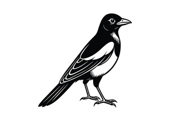 Obraz premium Magpie bird silhouette black vector white background