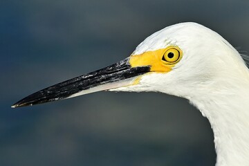 Close-up of a Snowy Egret 